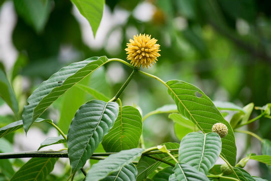 Kratom: Die vielseitige Unterstützung bei Beschwerden und für das Wohlbefinden