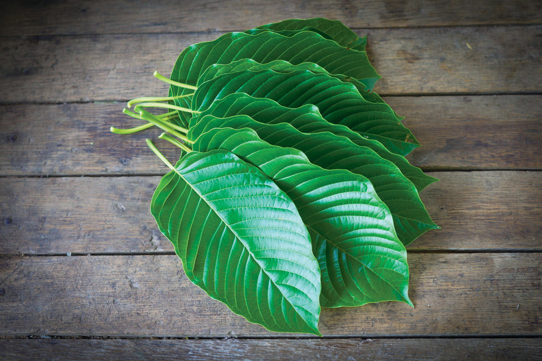 Kratom: Die natürliche Alternative nach dem Kava Kava-Verbot